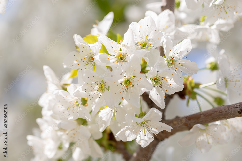 Beautiful white cherry or cherry blossom