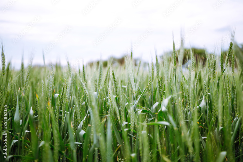 Obraz premium Unripe wheat - green wheat field. Agricultural growth and farming business concept.