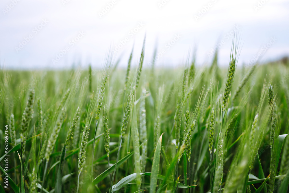 Unripe wheat - green wheat field. Agricultural growth and farming business concept. Unripe wheat - green wheat field. Agricultural growth and farming business concept.