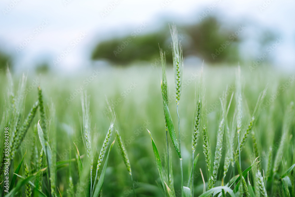 Unripe wheat - green wheat field. Agricultural growth and farming business concept. Unripe wheat - green wheat field. Agricultural growth and farming business concept.