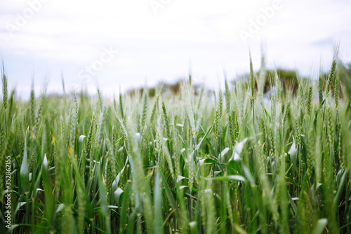 Unripe wheat - green wheat field. Agricultural growth and farming business concept.