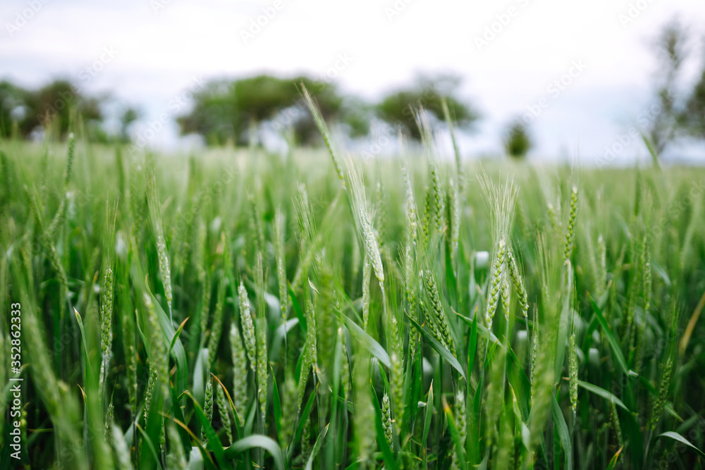 Fototapeta premium Unripe wheat - green wheat field. Agricultural growth and farming business concept.