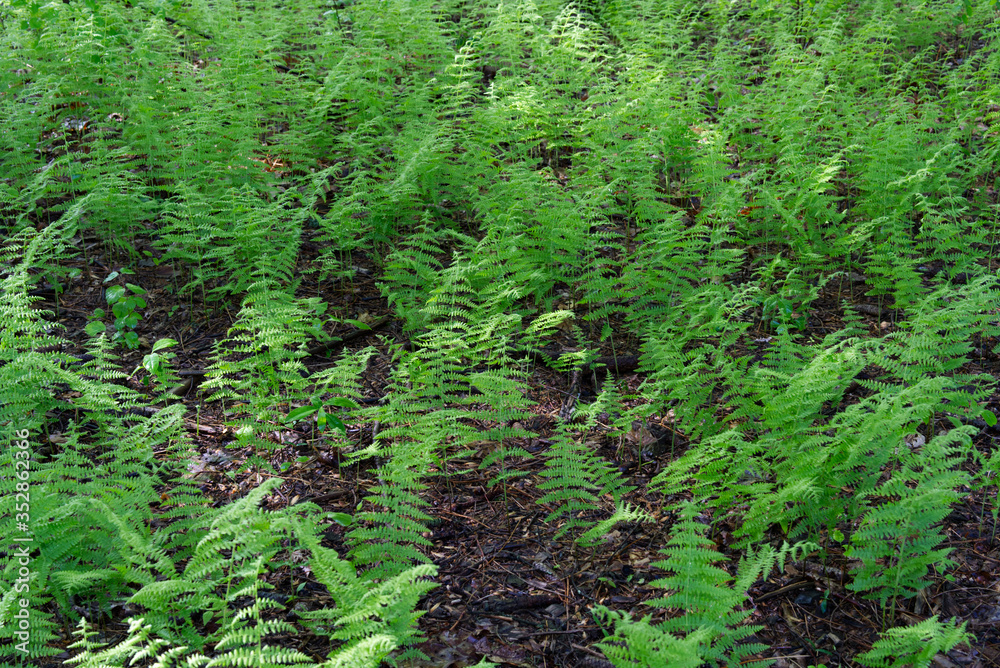 Small ferns are growing during spring time