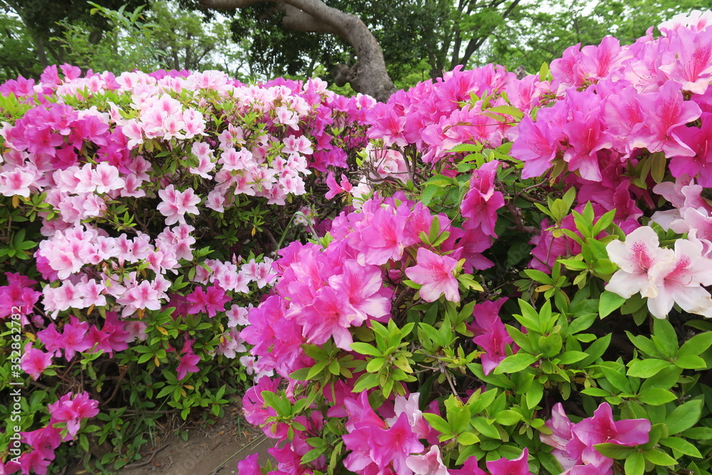 公園に咲く躑躅