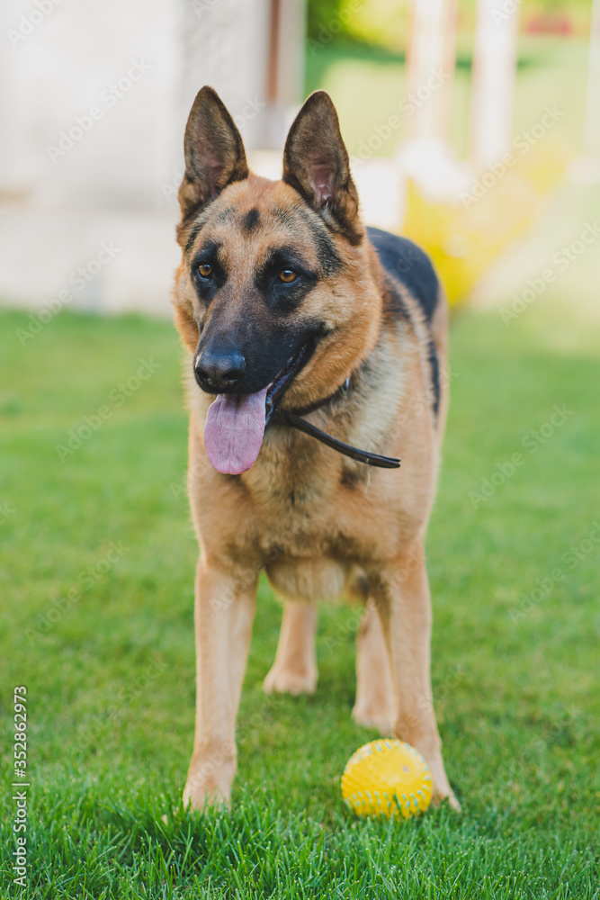 german shepherd dog 