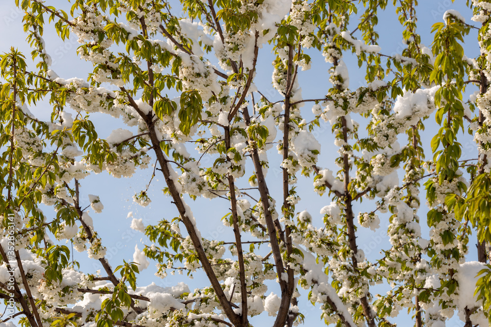 Snow on the flowers of a blossoming cherry, which fell in the second half of April. Snow on the flowers of a blossoming cherry, which fell in the second half of April.