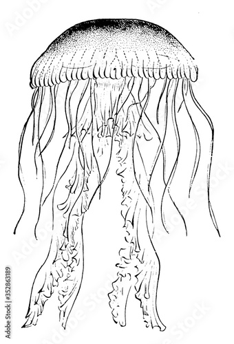Jellyfish, vintage illustration.