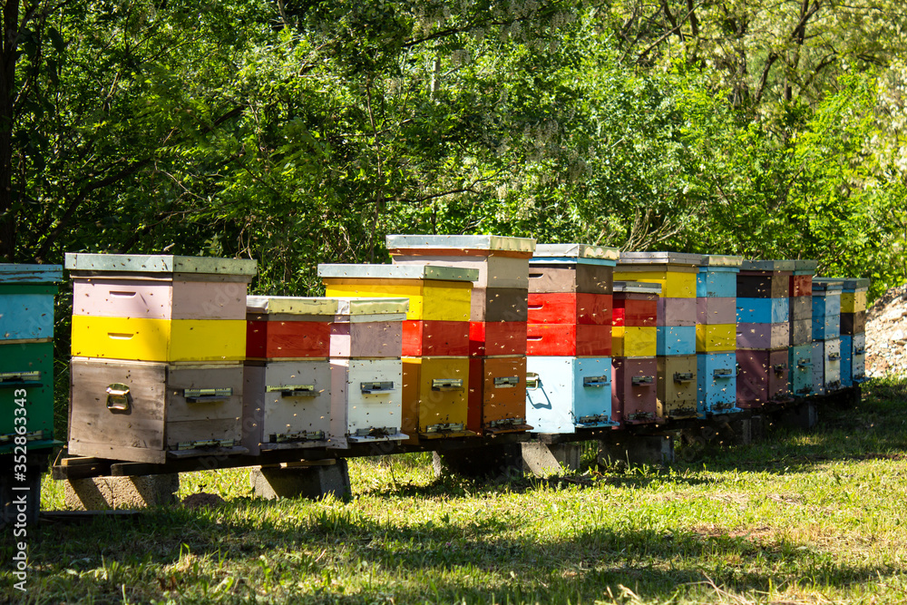 Colorful beehives and flying bees in apiary near acacia forest. Natural backround. Apiculture concept Colorful beehives and flying bees in apiary near acacia forest. Natural backround. Apiculture concept