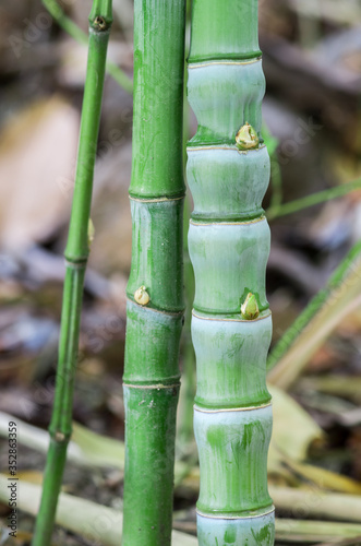 Bamboo in the garden