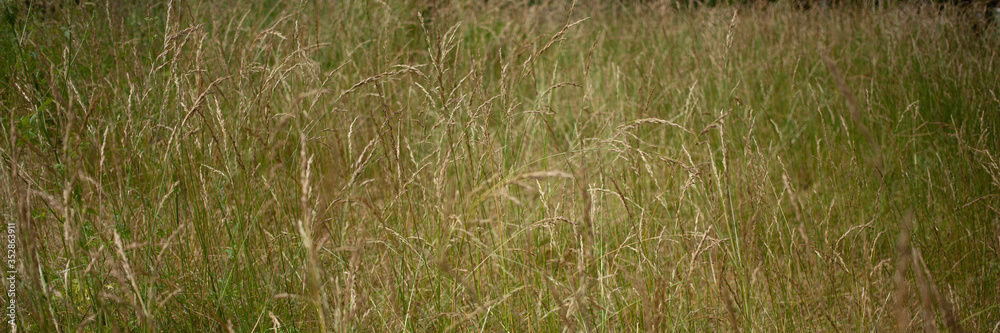 Green background of grass, bushes and trees in the Park. Green background of grass, bushes and trees in the Park.