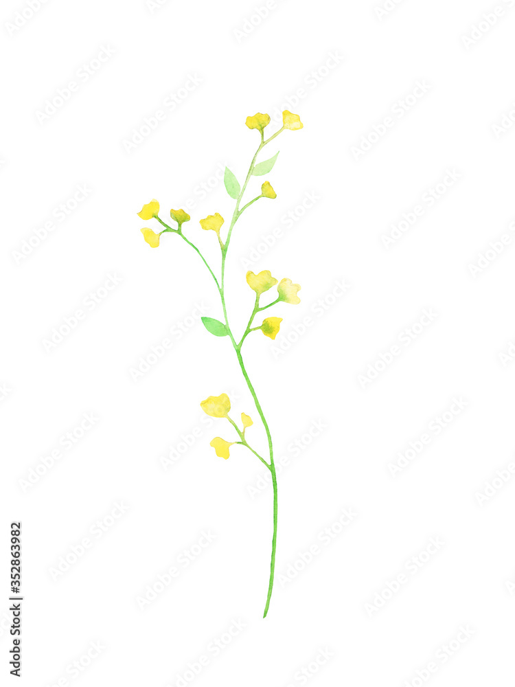 Set of watercolor drawings
of herbs and flowers. Floral Botanical drawing. Set of watercolor drawings
of herbs and flowers. Floral Botanical drawing.