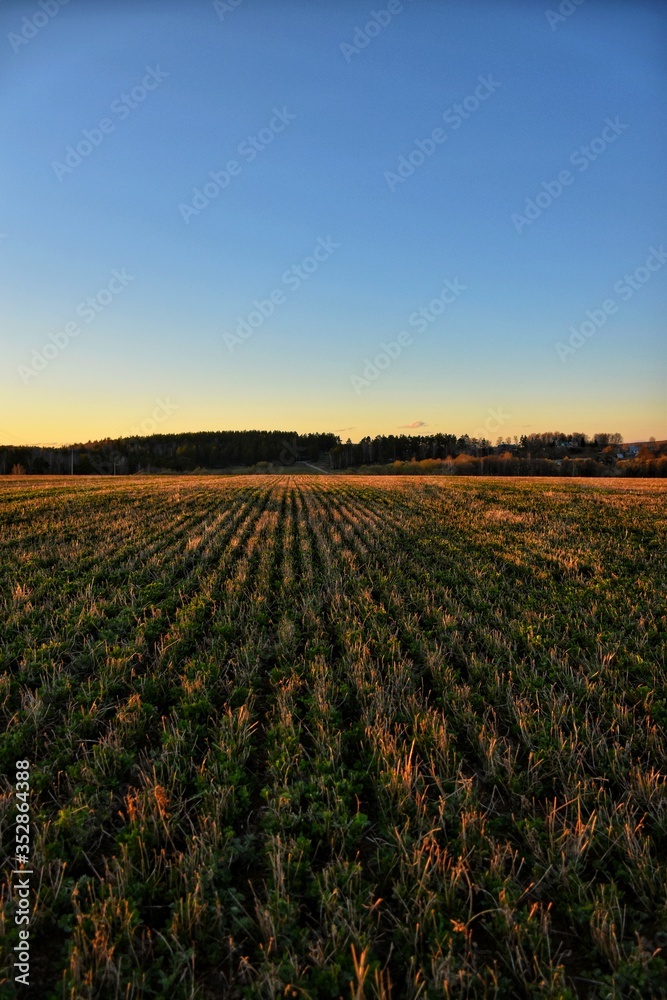 meadow