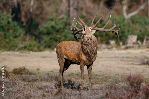 Red deer stag bellowing on a field with heather in the forest in the rutting season in Hoge Veluwe National Park in the Netherlands