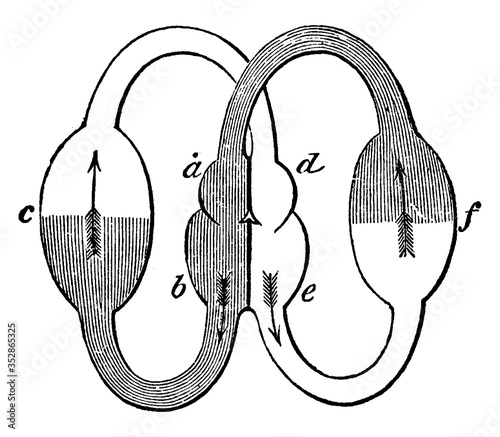 Compartments Of The Heart, vintage illustration.