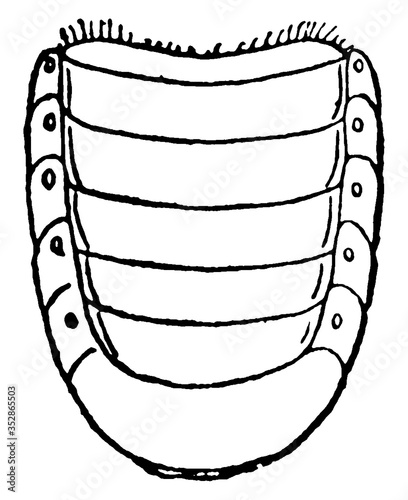May Beetle Abdomen, vintage illustration.