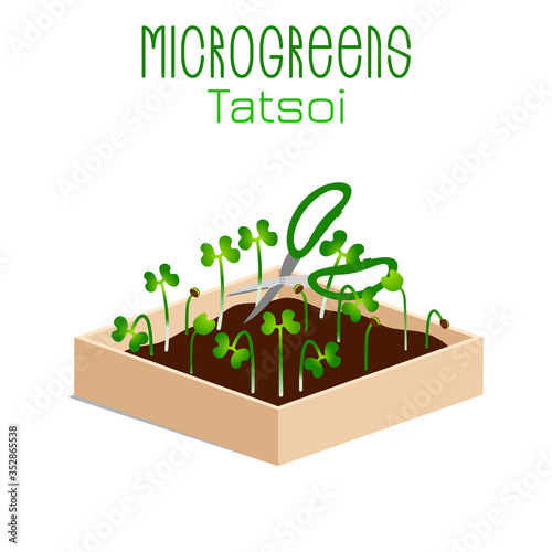 Microgreens Tatsoi. Sprouts in a bowl. Sprouting seeds of a plant. Vitamin supplement, vegan food.