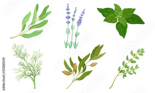 Kitchen Herbs and Condiment with Dill and Basil Vector Set