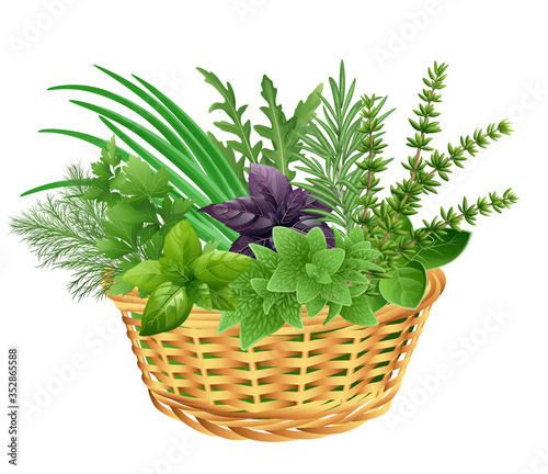 
Basket of fresh herbs: arugula, dill, parsley, green chives, oregano, green and purple basil, thyme, rosemary. Vector illustration.