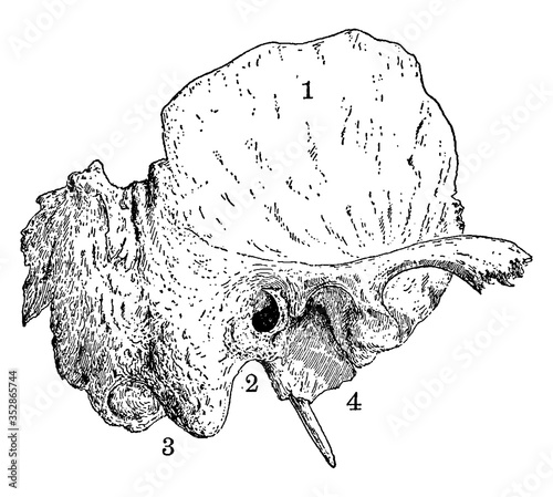 Temporal Bone of the Human Skull, vintage illustration.