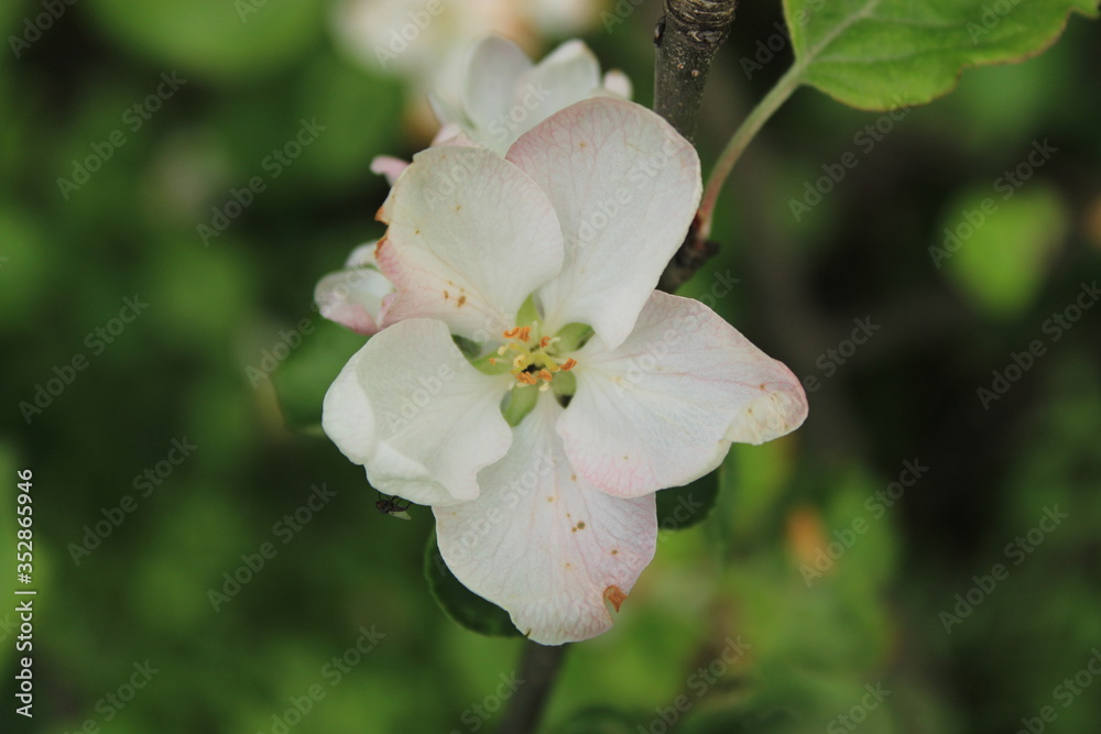 Spring flowering in a city forest park Spring flowering in a city forest park