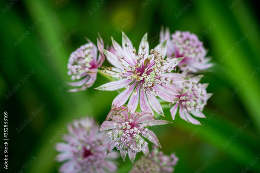 Blooming Astrantia in the garden. Selective focus. Shallow depth of field. Blooming Astrantia in the garden. Selective focus. Shallow depth of field.
