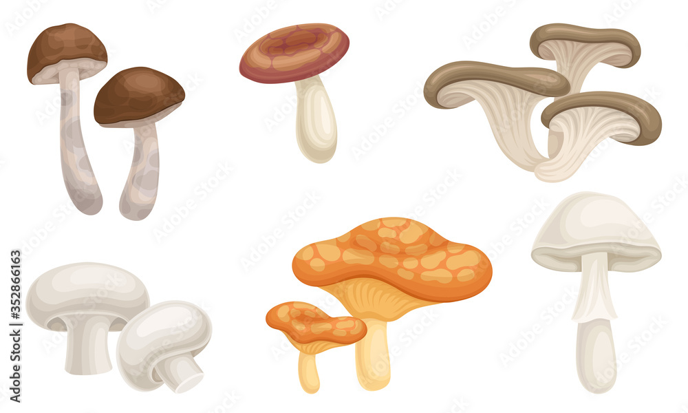 Edible Forest Mushrooms or Toadstools with Stem and Cap Isolated on White Background Vector Set Edible Forest Mushrooms or Toadstools with Stem and Cap Isolated on White Background Vector Set