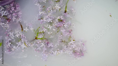 small purple flowers lilac swim in a bathtub in white milk before a spa procedure