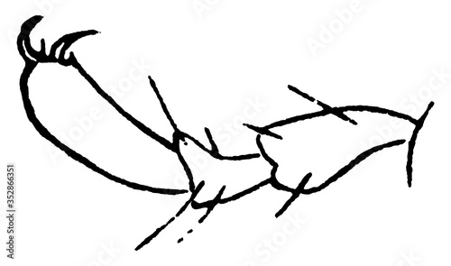 Chinch bug, vintage illustration.