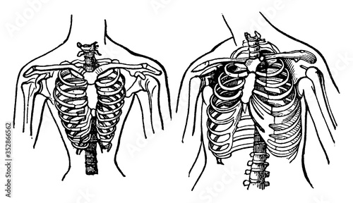 Human Chest vintage illustration.
