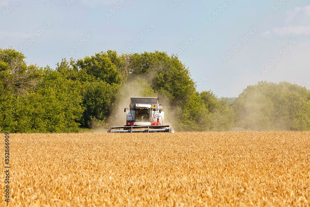 Fototapeta premium Combine harvester working in a very wide wheat field