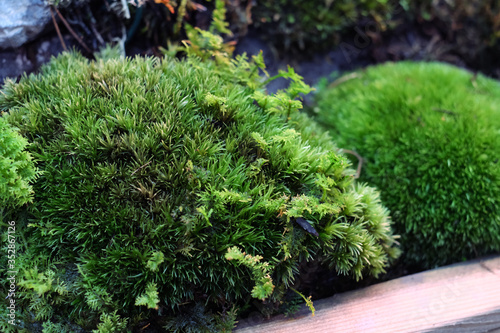composition of live moss grown in a greenhouse. Moss formed in the form of a round Bush, as if the forest in miniature