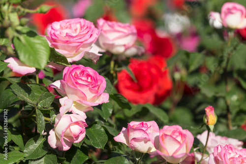 Chinese rose in full bloom