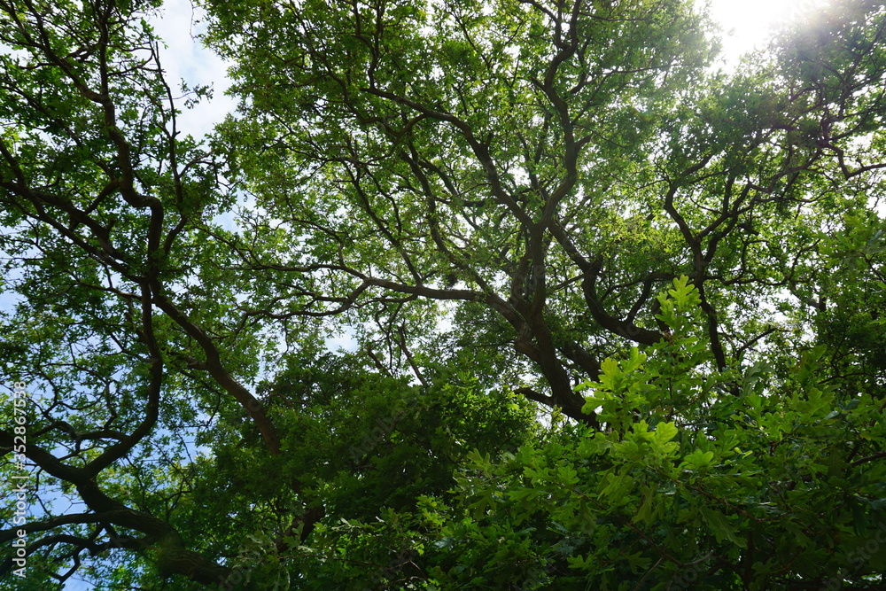 Tree top with sunshine