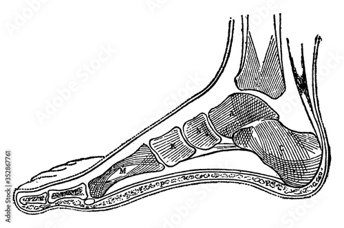 Side View of Bones in Foot, vintage illustration.