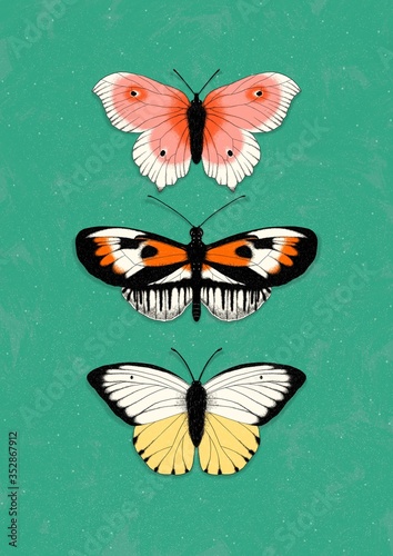 Schmetterlinge photo