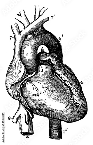 Heart, vintage illustration.
