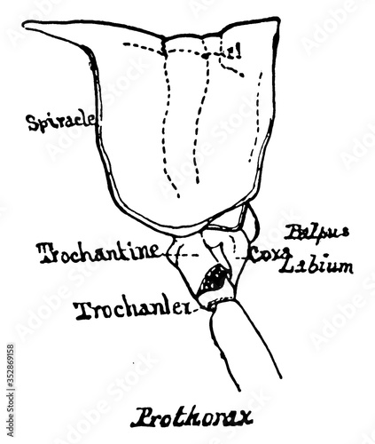 Grasshopper Prothorax Section, vintage illustration.
