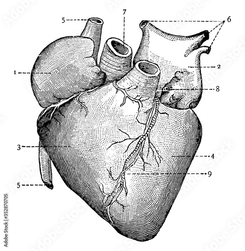 Heart, vintage illustration.