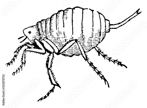Chigoe Flea (Male), vintage illustration.