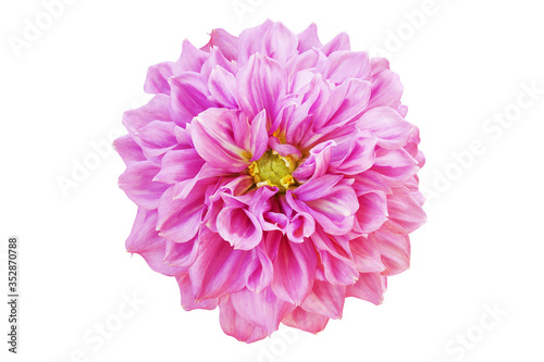 Blooming Pink Dahlia Flower Isolated on White Background