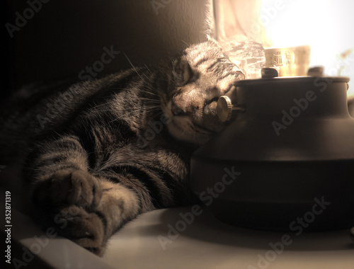 Cat sleeping under lamp