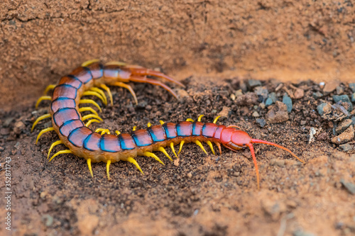 Centipede