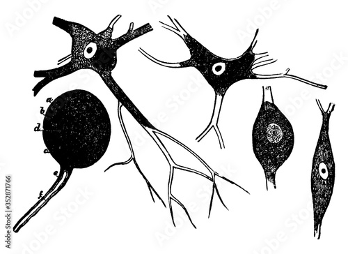 Neurons, vintage illustration.