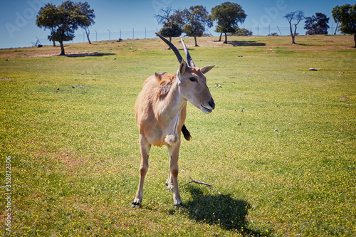 The common eland (Taurotragus oryx) photo