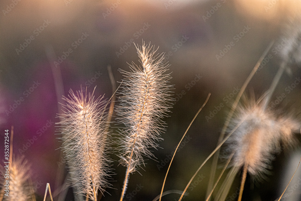 Herbstsonne