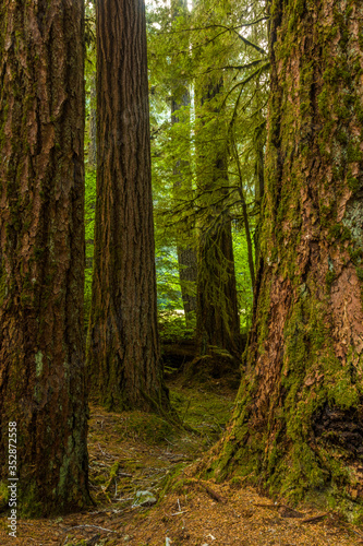 Ancient Groves Nature Trail though old growth forest in the Sol Duc section of Olympic National Park in Washington  United States