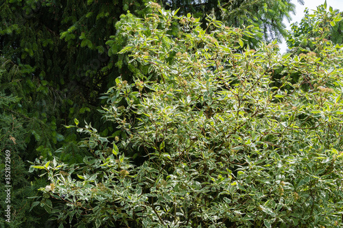 Cornus alba Elegantissima or Swidina. Variegated leaves of  bush of Cornus alba Elegantissima or Swidina on blurry dark green background. Selective focus. Nature concept for desig photo