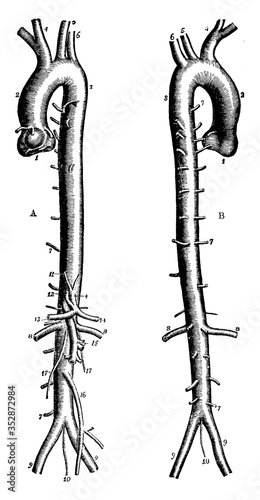 The Aorta, vintage illustration.