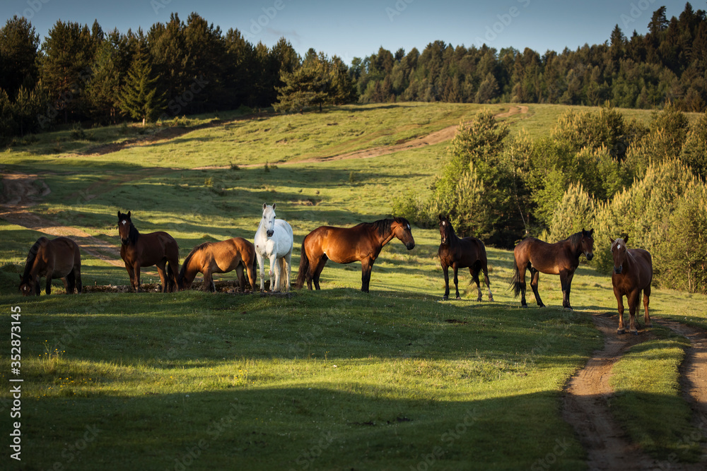 Beautiful horses on a green landscape. Comanesti, Romania.