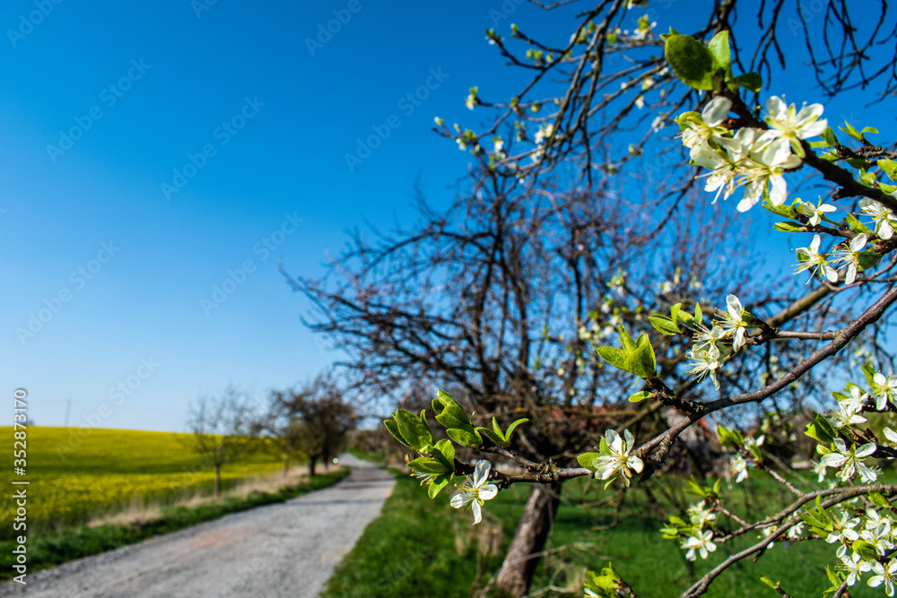 Spring walk in the countraside, apple tree blossoms